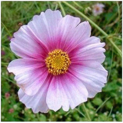 1000 Day Dream Cosmos Seeds - Pink Cosmos with Darker Center - Long Blooming Period in All Zones - 4 Feet Tall and Beautiful