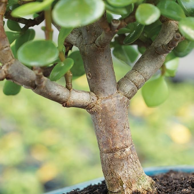 Brussel's Bonsai Live Dwarf Jade Bonsai Tree, Indoor - Small, 3 Years Old, 5 to 8 Inches Tall - Decorative Ceramic Bonsai Pot and Bonsai Fertilizer