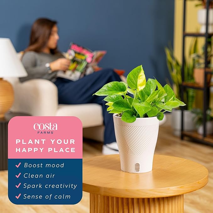 Costa Farms Lemon Top Pothos, Rare Unique Live Indoor Plant in 6-Inch Self-Watering Houseplant Pot, Potting Soil, Trending Tropicals Collection, Room and Home Decor