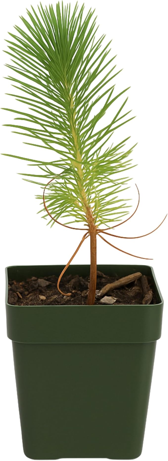 My Shelfie – Pinus eldarica Aleppo Pine (Afghan Pine) Bonsai Starter Tree, 2-Inch Live Evergreen Plant for Outdoor Garden, Zen Landscape, and Bonsai Training (1)