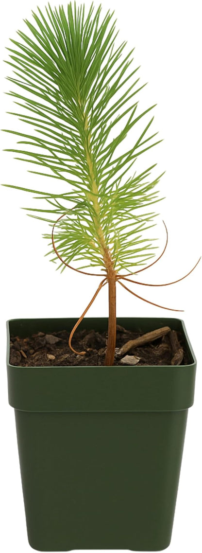 My Shelfie – Pinus eldarica Aleppo Pine (Afghan Pine) Bonsai Starter Tree, 2-Inch Live Evergreen Plant for Outdoor Garden, Zen Landscape, and Bonsai Training (1)