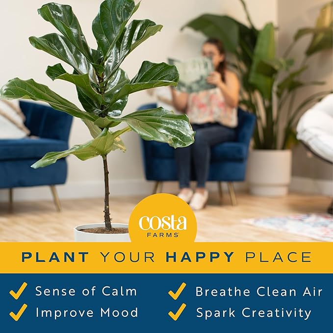 Costa Farms Fiddle Leaf Fig, Live Indoor Ficus Lyrata House Plant Potted in Modern Decor Planter, Floor Plant in Potting Soil Mix, Housewarming Gift, Room, Home, Office Decor, 2-3 Feet Tall