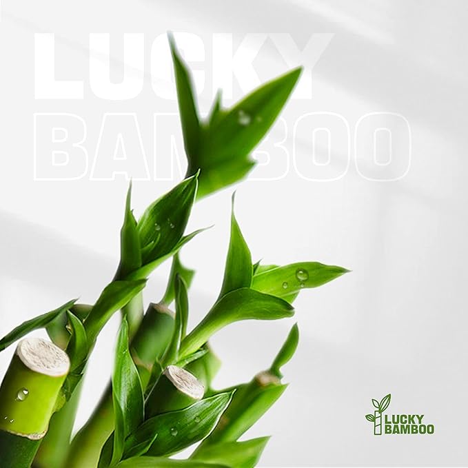 3 Stalks Lucky Bamboo Plants Indoor Live - Multi-Height Set (2x4 & 1x6) for Good Luck & Prosperity - Easy Care Houseplant, Home Office Decor Gift Ready