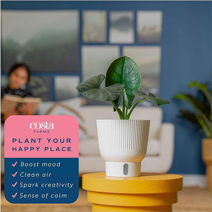 Costa Farms Alocasia Reginae Live Plant, Exotic Elephant Ear Indoor Houseplant | 12-Inches Tall | Trending Tropicals Collection | Self-Watering Pot | Easy Grow Plant for Home, Room Decor