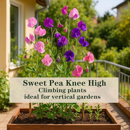 600+ Count Sweet Pea Seeds – Fragrant Flower Seeds, Easy to Grow with High Germination, Colorful Flowering Vines for Trellis, Garden Beds, Balcony, and Patio Planter