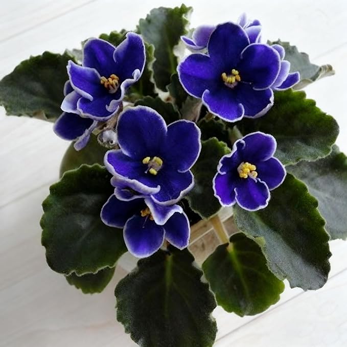 300+ Violet Flower Seeds for Planting, Mixed Color Matthiola Seed, Perennial Flower Plants, Non-GMO Violet Seeds for Garden Home Heirloom Plant