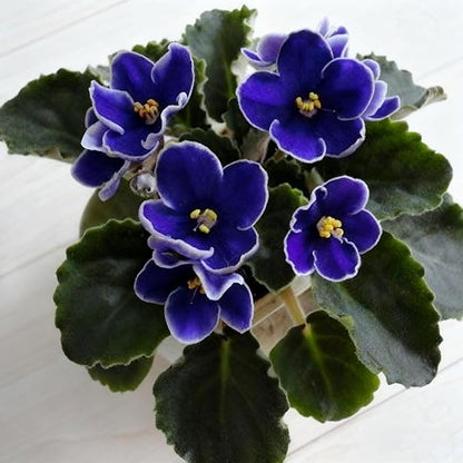 300+ Violet Flower Seeds for Planting, Mixed Color Matthiola Seed, Perennial Flower Plants, Non-GMO Violet Seeds for Garden Home Heirloom Plant