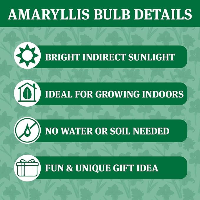 Red Base Waxed Amaryllis Flower Bulb with Stand, No Water Needed