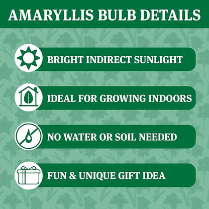 Red Base Waxed Amaryllis Flower Bulb with Stand, No Water Needed