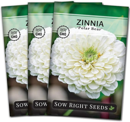 Sow Right Seeds - Zinnia Polar Bear Flower Seeds for Planting - Beautiful Flowers to Plant in Your Home Garden - Non-GMO Heirloom Packet - White Blooms Attract Pollinators - Cut and Come Again (3)