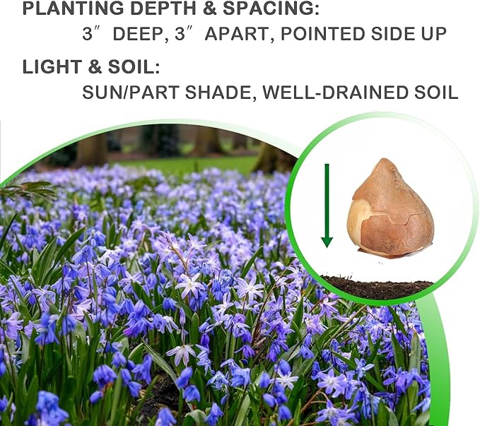 Glory of The Snow Flower Bulbs – 15 Chionodoxa Bulbs | Purple, Blue & White Star-Shaped Blooms | Early Spring Perennials for Fall Planting | Easy to Grow – Zones 3–8 – Great Garden Gift