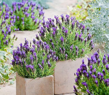 Lavender Provance 100+ Non-GMO Seeds Herb & Flower Garden