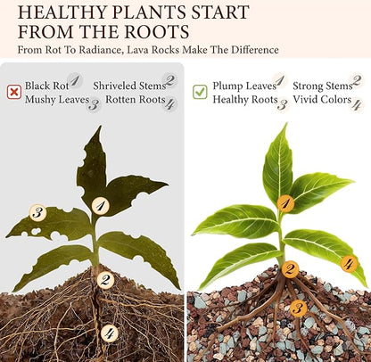 5LB Lava Rocks for Plants-3/8 Volcanic Rock for Succulent Potting Mix, Cactus, Orchids & Bonsai-Porous Horticultural Grit for Drainage, Aeration & pH Balance - Decorative Top Dressing