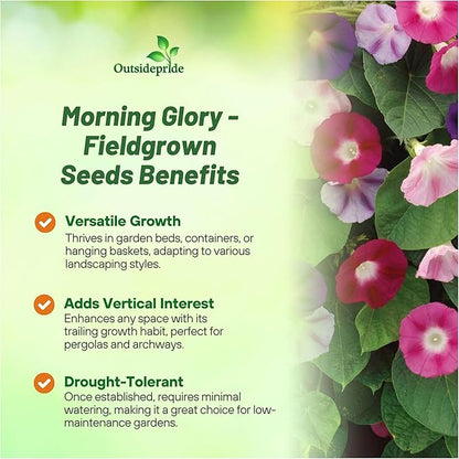 Outsidepride 250 Seeds Annual Ipomoea Purpurea Morning Glory Fieldgrown Climbing Vine Flower Seeds for Planting