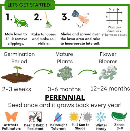 Flawn Seed Kits White Dutch Clover Seed, 8.8 Oz, Organic Coated, Natural Lawn, Ground Cover, Hunting Food Plot, Covers up to 2,000 SqFt