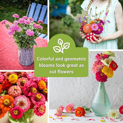 Sow Right Seeds - Classic Zinnia Flower Seeds Collection - Five Packets with Full Instructions for Planting - Luminosa, Canary Bird, Purple Prince, Polar Bear, and Thumbelina - Colorful Annual Blooms