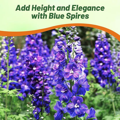 Outsidepride Delphinium Blue Larkspur Seeds for Planting Outdoors - 2000 Pcs Annual, Self-Seeding, Heat & Drought Tolerant Wildflower Seeds, Colorful Blooms for Flower Arrangement & Pollinator Garden