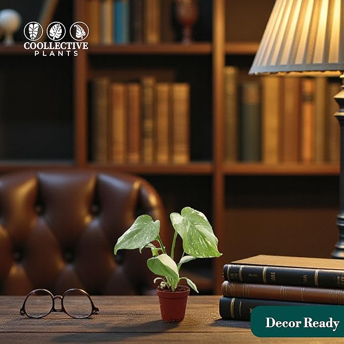 CoollectivePlants Monstera Thai Constellation – Live Plant in 2″ Grower’s Pot, Thai Constellation Monstera Live Plant, Easy Indoor House Plant