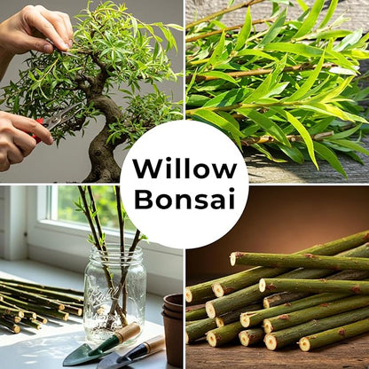 All by Grace Willow Bonsai Tree - Thick Trunk Cutting, Fast Growing