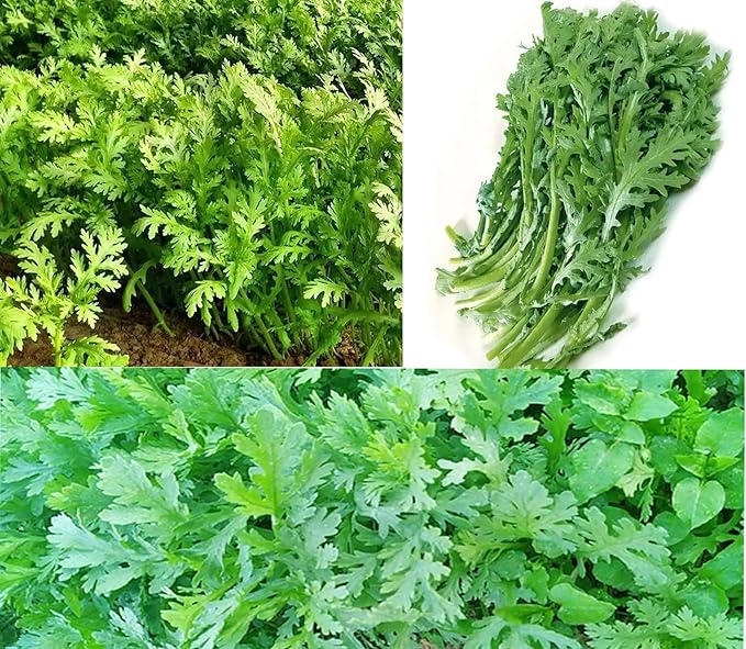 100PCS Garland Chrysanthemum Seeds Edible Tung Ho Annual Crowndaisy Vegetable Seeds Heirloom