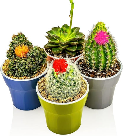 Gardenera Aglaonema Potting Mix - Unlock Robust Growth and Vibrant Leaves with Our High-Performance Formula - 20 Quart