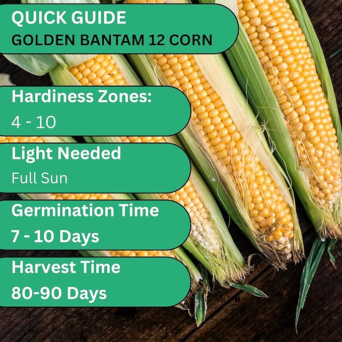 Woods Creek Seeds: Golden Bantam 12 Sweet Corn Seeds for Planting - Heirloom Sweet Corn Seed with Tender Yellow Kernels - Non-GMO, Open-Pollinated, Seed Pack for Field and Home Gardening