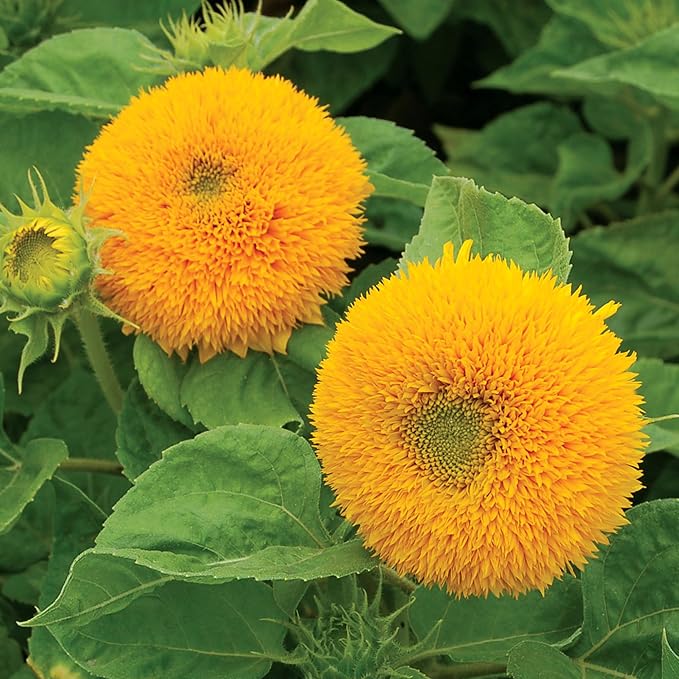 Burpee 'Teddy Bear' Sunflower Seeds for Planting- 1.5gm Non-GMO Seed Packet - Dwarf Sunflowers, Double Blooms, Annual, Container Garden Flower Seeds, Direct Sow (Sunflower, Teddy Bear)