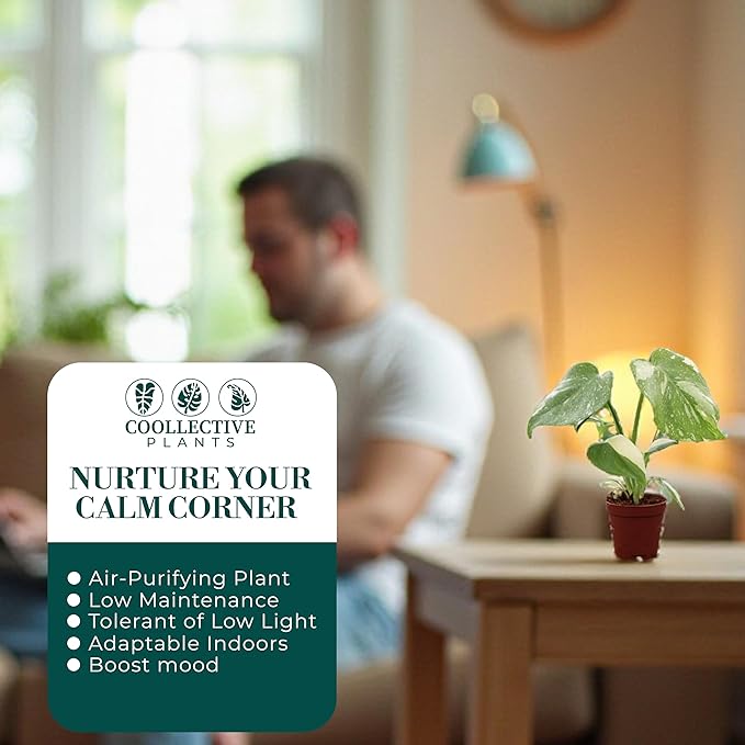 CoollectivePlants Monstera Thai Constellation – Live Plant in 2″ Grower’s Pot, Thai Constellation Monstera Live Plant, Easy Indoor House Plant