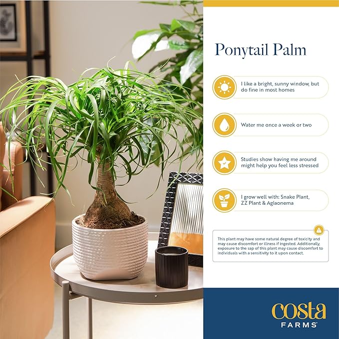Costa Farms Ponytail Palm Live Plant in Decorative Pot, Easy to Maintain Indoor Houseplant, Perfect for Home, Room, or Office Decor, Great House Warming or Birthday Gift, 12-22 Inches Tall