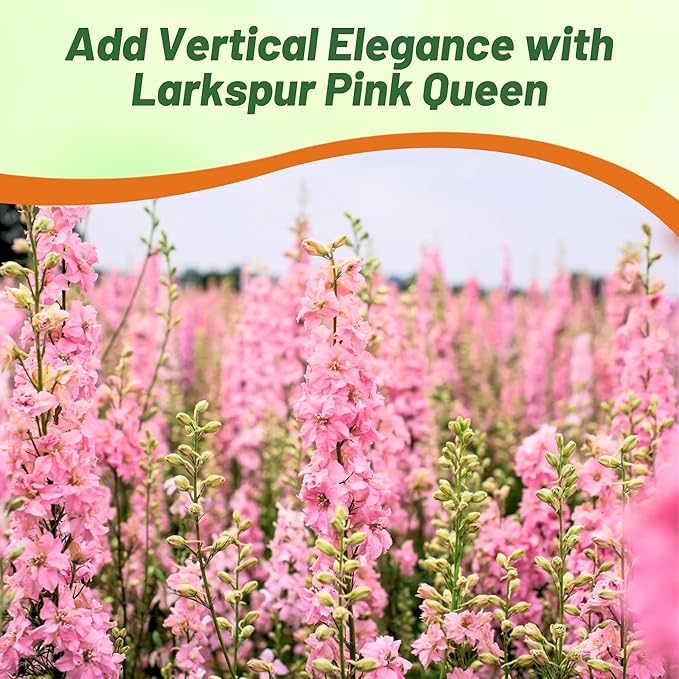 Outsidepride Delphinium Pink Larkspur Seeds for Planting Outdoors - 2000 Pcs Annual, Self-Seeding, Heat & Drought Tolerant Wildflower Seeds, Colorful Blooms for Flower Arrangement & Pollinator Garden