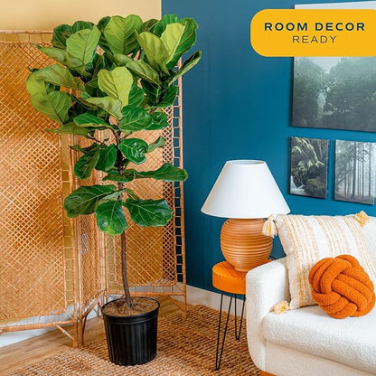 Costa Farms Fiddle Leaf Fig Tree, Live Indoor Plant in Rustic Decor Planter, Natural Air Purifying Houseplant, Housewarming, Birthday, Home Living Room, Desk and Office Decor, 3-4 Feet Tall
