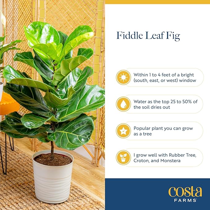 Costa Farms Fiddle Leaf Fig Tree, Ficus Lyrata, Live Indoor Plant Potted in Modern Decor Planter Pot, Potting Soil, Floor Houseplant Gift for Housewarming, Birthday, Tropical Home Decor, 3-4 Feet Tall