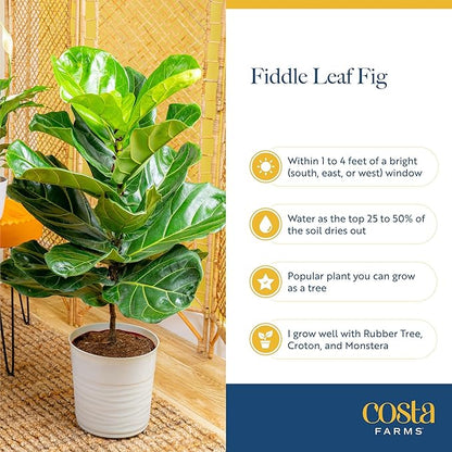 Costa Farms Little Fiddle Leaf Fig Live Plant in Decorative Plant Pot, Indoor Houseplant, Perfect for Home, Room, or Office Decor, Great House Warming or Birthday Gift, 12-18 Inches Tall