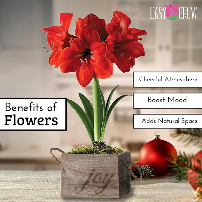 Easy to Grow Amaryllis Ferrari Red - 1 Planted Flower Bulb in a Ceramic Silver Square Gift, Blooms Indoors for Holidays in 4 to 8 Weeks