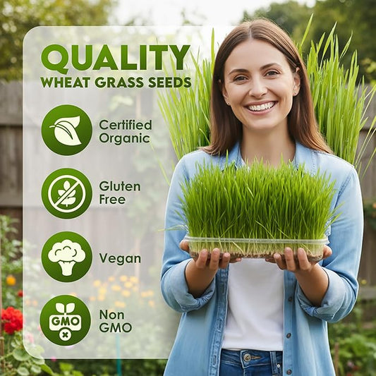 Nature Jims Sprouts Wheat Grass Seeds – Non-GMO Organic Seeds for Planting, Cat Grass Kit Planter & Sprouting –Resealable Bag for Fresh Wheatgrass Sprouts – Packed with Vitamins, Fiber & Minerals–16oz