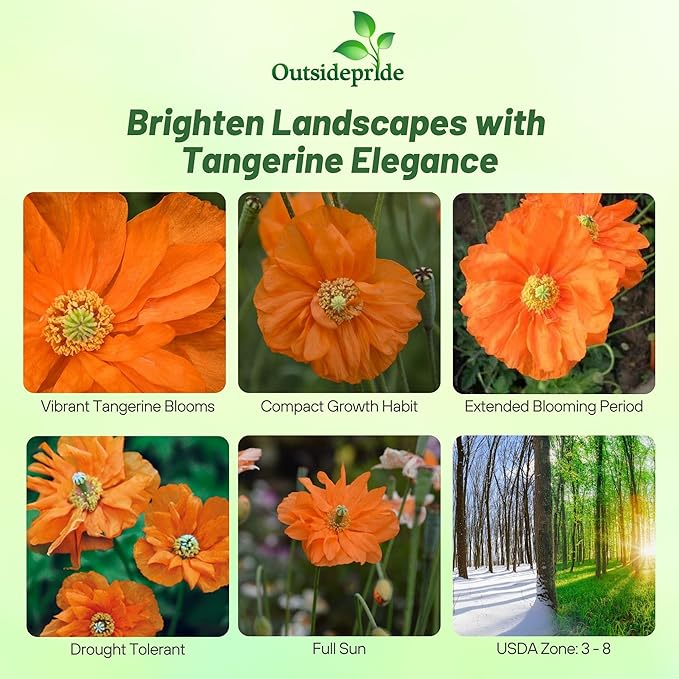 Outsidepride Double Tangerine Gem Poppy Seeds for Planting - 1,000 Pcs Perennial, Drought-Tolerant & Easy to Grow Wildflower Seeds with Vibrant Orange Blooms for Landscaping, & Pollinator Garden