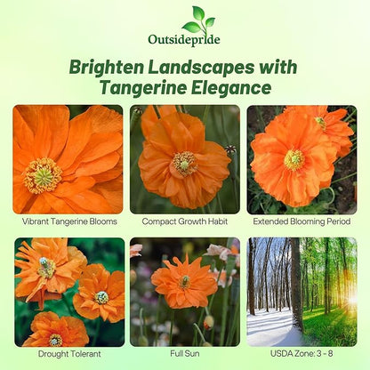 Outsidepride Double Tangerine Gem Poppy Seeds for Planting - 1,000 Pcs Perennial, Drought-Tolerant & Easy to Grow Wildflower Seeds with Vibrant Orange Blooms for Landscaping, & Pollinator Garden