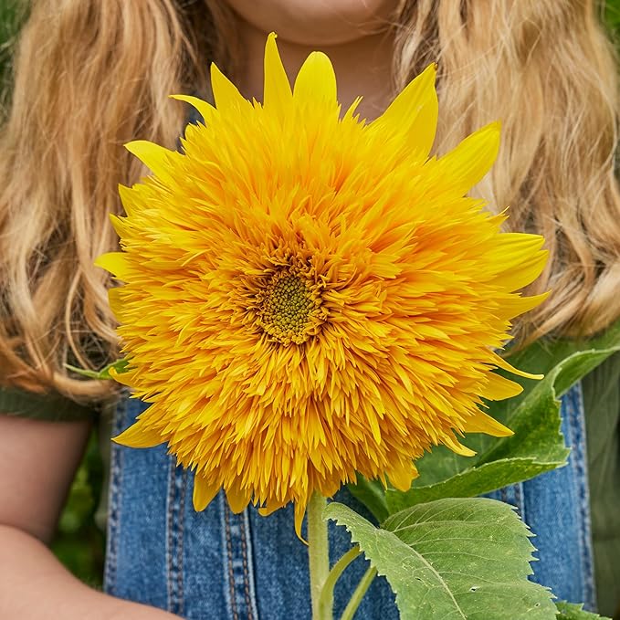 Burpee 'Teddy Bear' Sunflower Seeds for Planting- 1.5gm Non-GMO Seed Packet - Dwarf Sunflowers, Double Blooms, Annual, Container Garden Flower Seeds, Direct Sow (Sunflower, Teddy Bear)