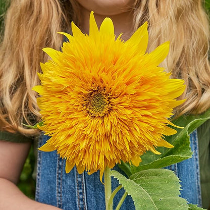 Burpee 'Teddy Bear' Sunflower Seeds for Planting- 1.5gm Non-GMO Seed Packet - Dwarf Sunflowers, Double Blooms, Annual, Container Garden Flower Seeds, Direct Sow (Sunflower, Teddy Bear)