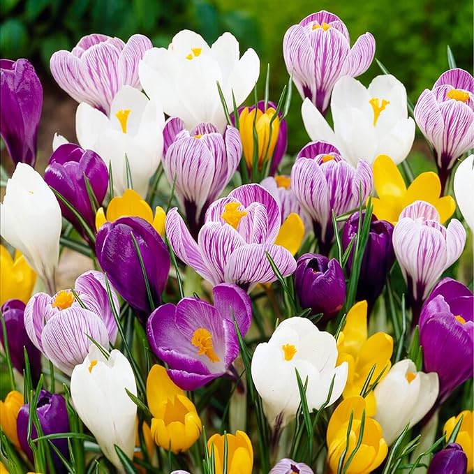 Dutch Bulbs Giant Crocus Bulb Mix, 100 Exclusive Flower Bulbs, Mix of 5 Varieties from Holland, Real Hardy and Perennial Crocus tubers/Flowers (no Seeds) for Garden, pots and Balcony