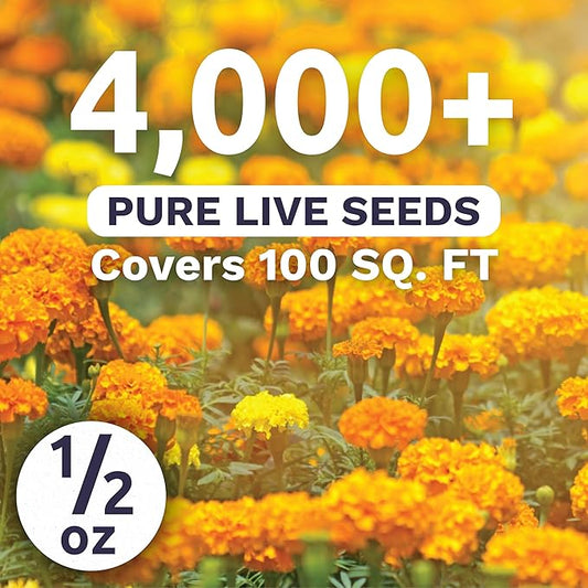 Marigold French Petite - Large 1/2 Ounce Packet - 4,000 Flower Seeds for Planting - Tagetes patula