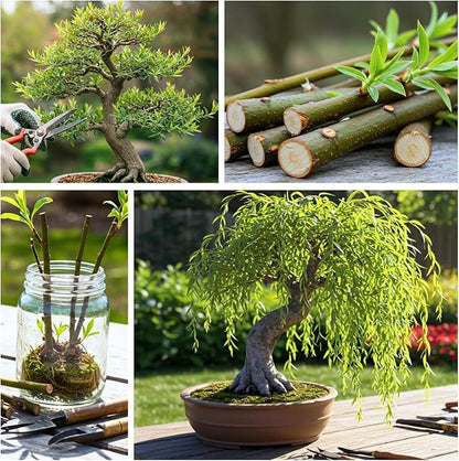 Eversong Weeping Willow Bonsai Tree Cutting to Grow - Thick Trunk Cutting, Fast Growing- Great Gift