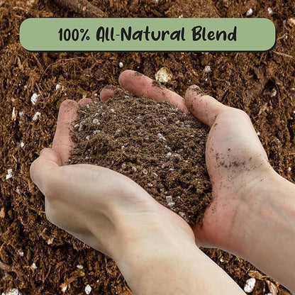 Soil Sunrise Olive Tree Potting Soil Mix (8 Quarts) for Planting, Repotting, and Growing Olive Bushes/Plants