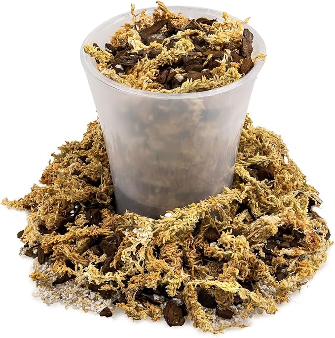 GARDENERA Premium Preserved Reindeer Moss for Potted Plants, Terrariums, Fairy Gardens, Arts and Crafts or Floral Decor Design in Natural (1 Quart Bag)