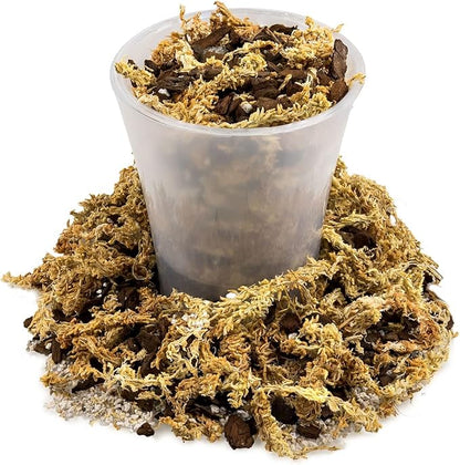 GARDENERA Premium Preserved Reindeer Moss for Potted Plants, Terrariums, Fairy Gardens, Arts and Crafts or Floral Decor Design in Natural (1 Quart Bag)