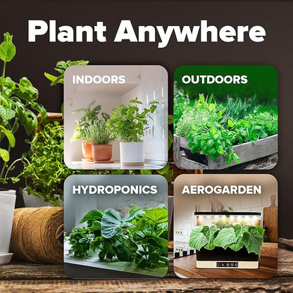 HOME GROWN 12 Fall Vegetable Seeds 6,000+ Heirloom Seeds for Fall & Winter Planting – Beets, Broccoli, Cabbage, Kale, Onion, Pumpkin, Turnip, Lettuce, Peas & More for Home Garden