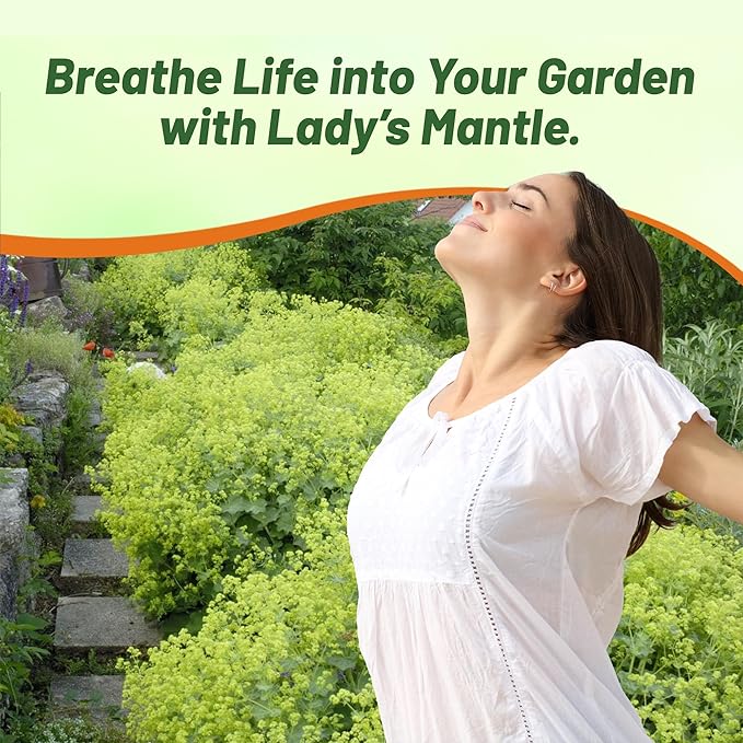 Outsidepride Lady's Mantle Seeds - 2000 Pcs. Perennial, Versatile & Low Maintenance, Flower Seeds for Planting Clustered Yellow Blooms with Velvety Foliage for Cut Flower Bouquets & Pollinator Gardens