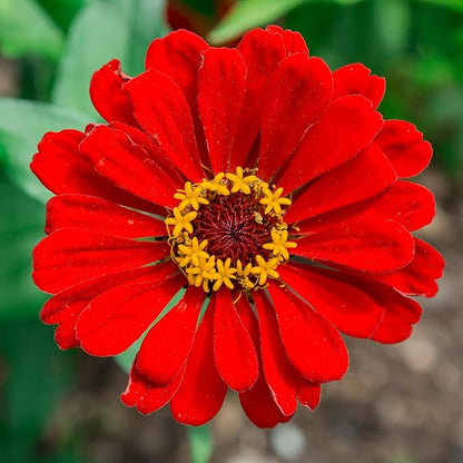 Back to The Roots 100% Organic Seed Packet - Zinnia 'Red Beauty' 210mg