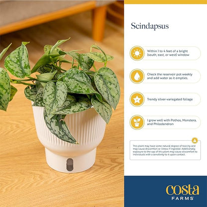 Costa Farms Live Indoor Trending Tropicals Sterling Silver Plant 15-Inches Tall, White Décor Pot