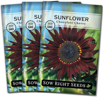 Sow Right Seeds - Chocolate Cherry Sunflower Seeds for Planting - Non-GMO Heirloom Packet with Instructions for Growing - Beautiful Giant Flower - Rare Burgundy and Dark Brown Petals (3)